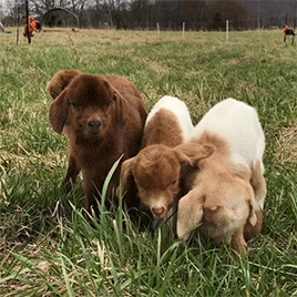 Lots Of Baby Goats Being Born!