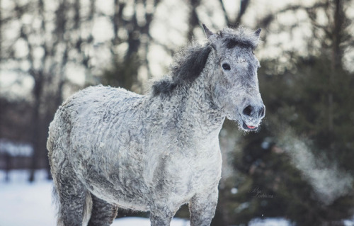 russianhorses - Transbaikal Curly Horse mare Myshka (”Mouse”)