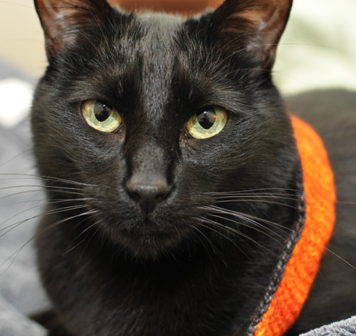 san-francisco-cat-photographer:Stokely in his Halloween scarf from www.catscarf.com