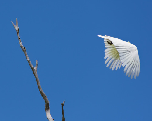 Couple Of Years Ago I Photographed This Cockatoo And It Literally Defecated And Flew Away. I Still Cant