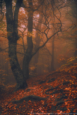 etherealvistas:  Magic Forest in Crimea (Ukraine)