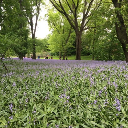 Brooklyn Botanic Gardens