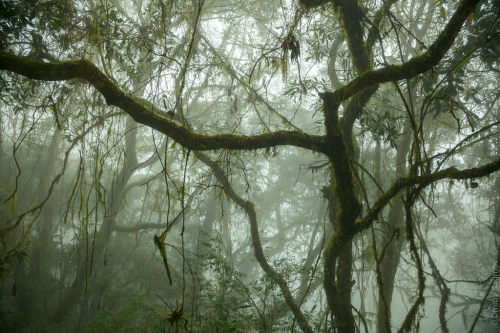 Foggy tropical rainforest in Taiwan by Dmitri Naumov