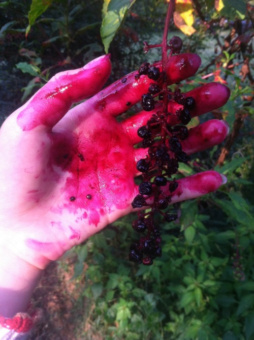 timidangel:i crushed some super purple berries