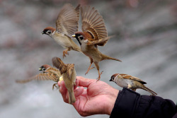 nakamagome2: Sparrows having lunch (via runslikethewind83) 