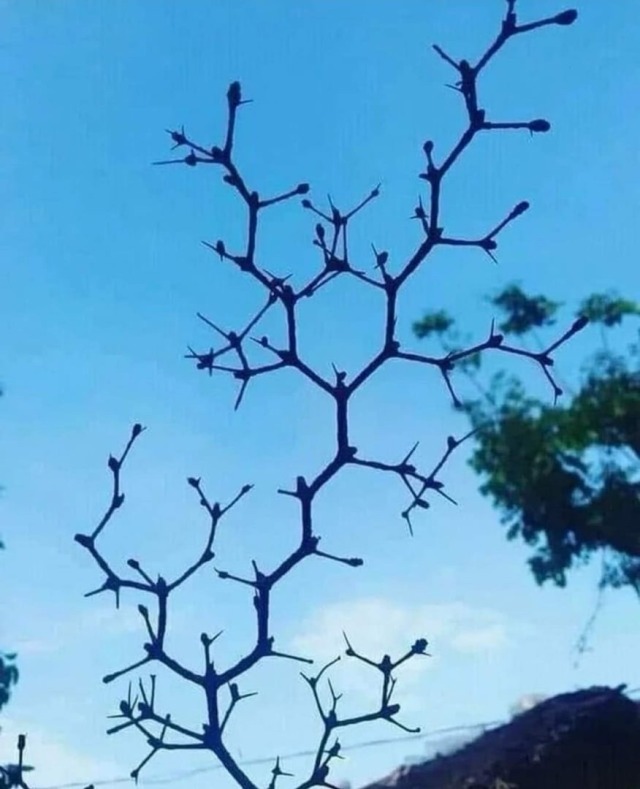 This was shared from a friend - -it&rsquo;s called a Chemi-tree🧐