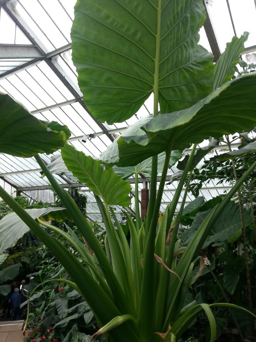 catchshadows:  More greenhouse stuff tonight