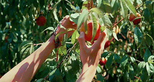 haveanicething:Call Me By Your Name (2017)