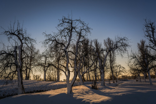 Winter Orchard.. (2012-12-28)