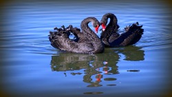 Dark Beauty (Black Swans)