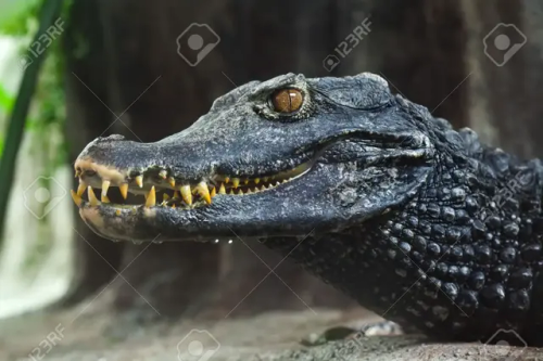 Croc Colours And Patterns