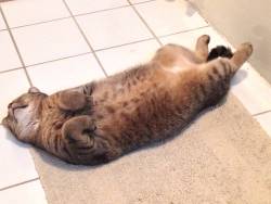 awwww-cute:  He likes the heated floor :3