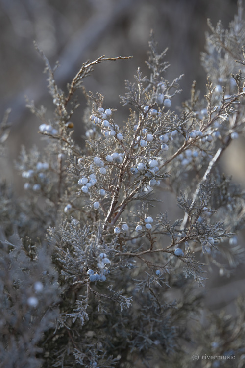 Juniper in Afternoon Sunlight. Many thanks to all of you who follow my site. © riverwindphotogr