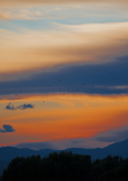 somme:  Pájaros en puesta de Sol (by Zalito) 