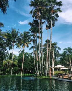 The Longest Pool In #Ubud Here At @Theubudvillage 