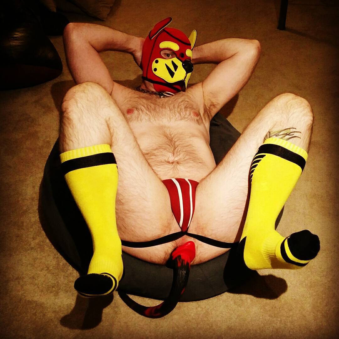 orionthepup:  pupdigger:  tuggerpup:To borrow a phrase from one of my favourite pups
