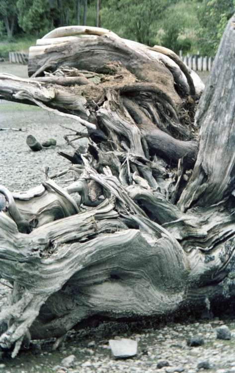 Driftwood at Owens Beach, Point Defiance Park, Tacoma, Washington, 1974.