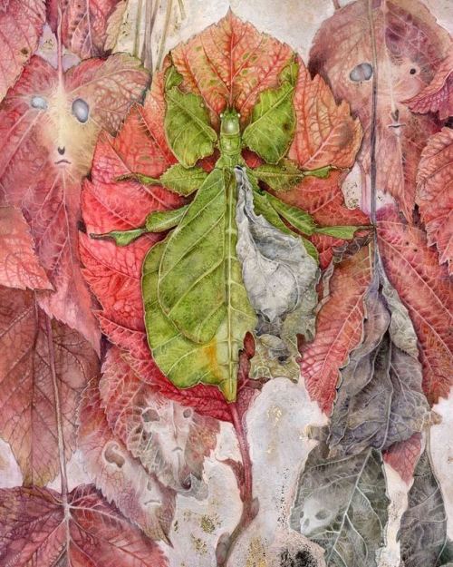 shadowscapes-stephlaw:“Two Sides to a Leaf”