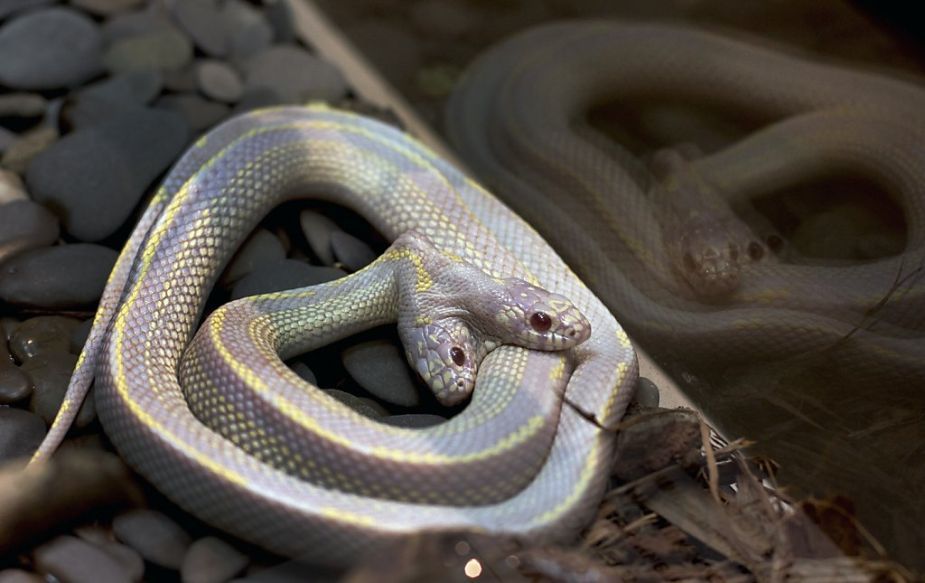 bleedgold:  Not only does this California Kingsnake at the Moscow Zoo have two heads,