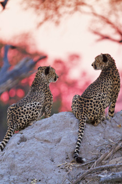 waasabi:  Sunset Brothers by Marius Coetzee