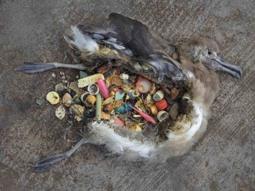 THIS IS WHY YOU SHOULDN’T LITTER.