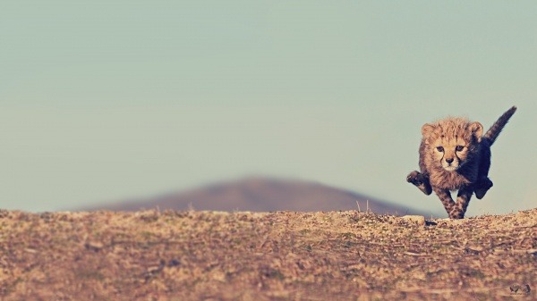 failsnet:  Tumblr Fails.net - Cheetah Cub  running
