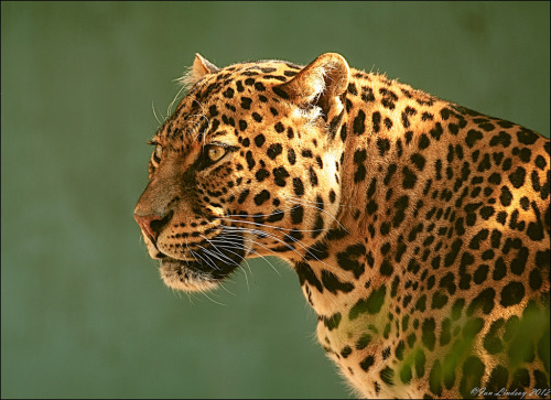 llbwwb:  PIERCING STARE (by Lensbuddies/Ian Lindsay~) 