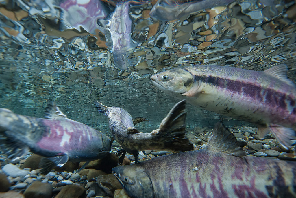 awkwardsituationist:  photos* by peter mather in ni’iinlii’njik territorial park,