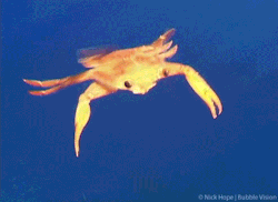 disgustinganimals:  butterfly in the skythis crab goes twice as hightime to runso grab your gunand board your windows 