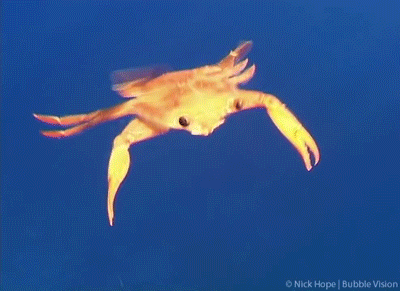 dynamicoceans:Swimming crabs are characterized by the flattening of the fifth pair of legs into broa