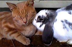 soulxmate:and people think my bunny and cat won’t get along….now I need a bunny aaand a kitty