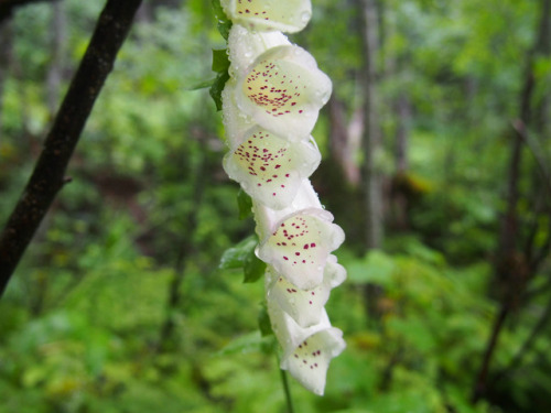 90377: Inland Temperate Rainforest, North Idaho by Paden Gould