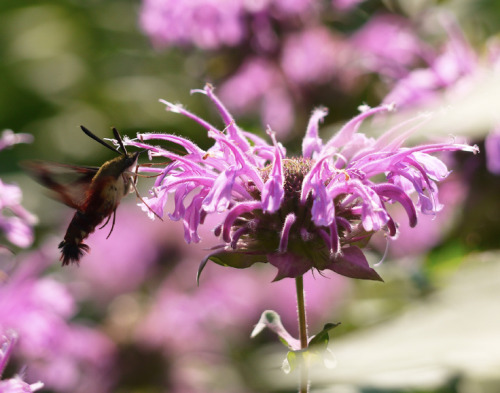 northeastnature:Happy New Year! Here’s a wild firework show for you: a bee balm flower with a hummin