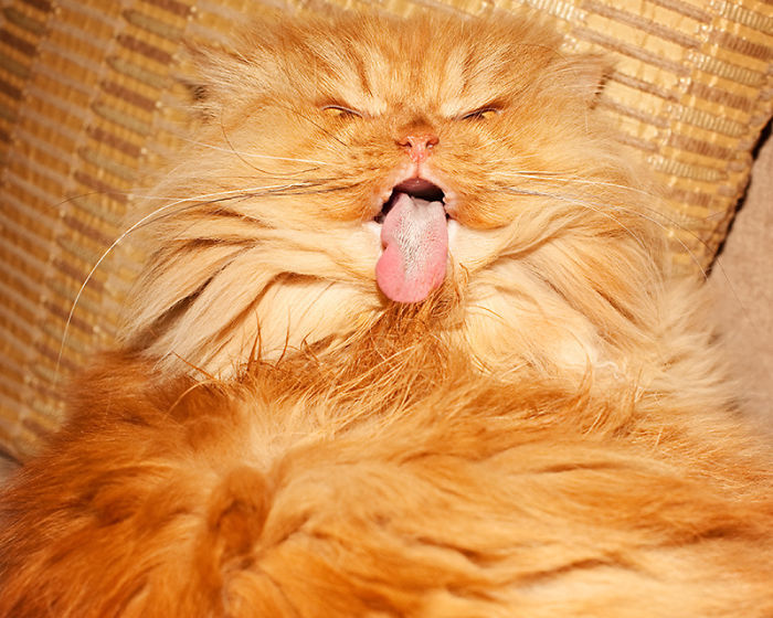 tastefullyoffensive:  Meet Garfi, the World’s Angriest Cat  |  Photos by Hulya