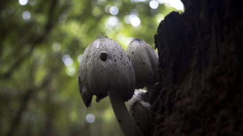 natural-magics:Mushrooms by Danimatie