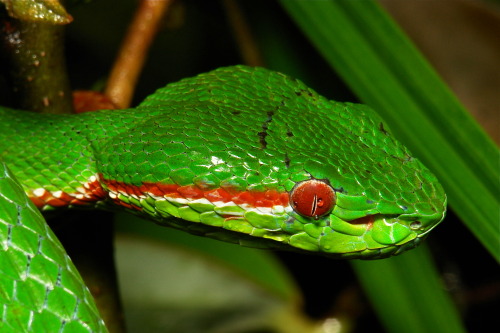 Pope&rsquo;s Tree Viper (Trimeresurus (Popeia) popeiorum, Crotalinae, Viperidae), male (Identificat