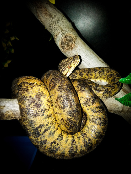 My amazon tree boa is liking being back in his enclosure after some repairs were completed