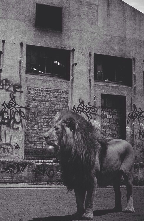 From ur jungle to mine