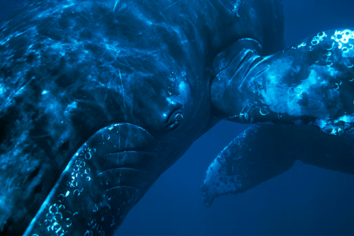 XXX nubbsgalore:  “whales challenge us to reevaluate photo