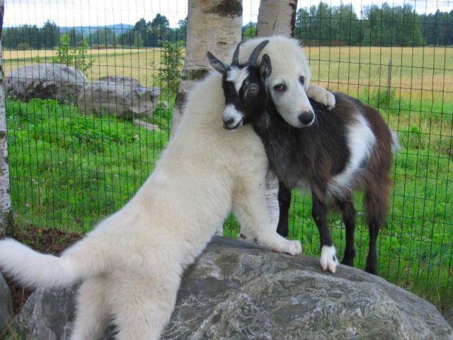 taur:  This dog looks like he just stole this goat’s hotwheels and had to apologize