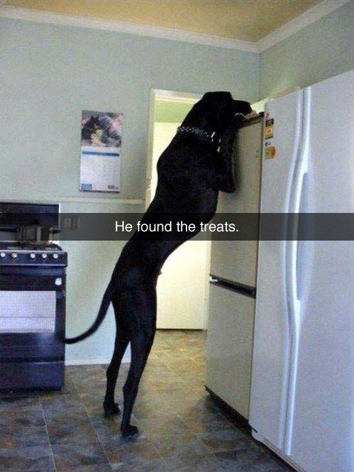 nord-ulv:  amplitudeandexcursion:  there’s a DINOSAUR IN YOUR KITCHEN  aka, my