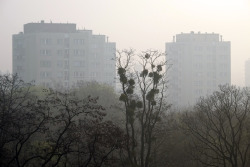 scavengedluxury:   Morning mist Plattenbau.