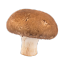 mussymushrooms