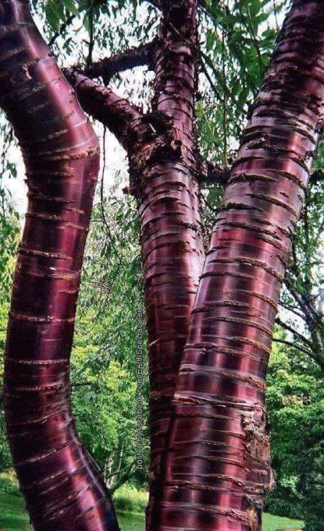legendary-scholar:  The paperbark cherry, or Tibetan cherry tree is known for its stunning mahogany-red bark. As the tree ages, its bark peels adding color and texture.
