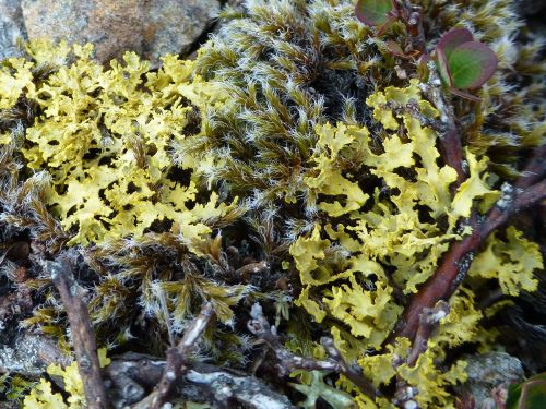 Vulpicida juniperina (syn. Vulpicida tilisii)Limestone sunshine lichen, yellow lichen, goldtwist lic