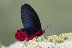 Libutron:  Highland Red-Belly Swallowtail - Atrophaneura Horishana  This Amazing