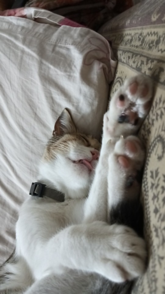 Behold, Mine Itty Bitty Bebes. The Flooff Ball Treating A Canon Printer As A Bed Is Coco And The Cushion