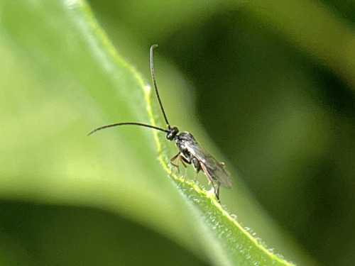 I See At Least One Cool Bug A Day, And Usually Many More, But Its Not Because I Live Anywhere Particularly