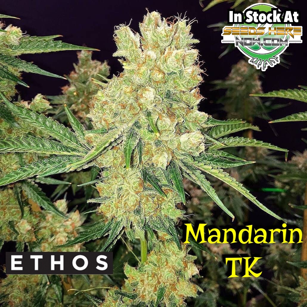 Mandarin tk seeds