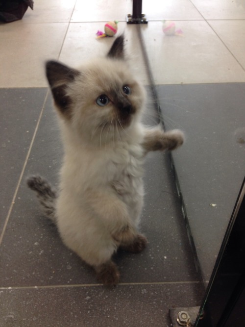 sarah-scales:We have one kitten left at work and he does not like to be ignored! He demands you pay attention to his cut